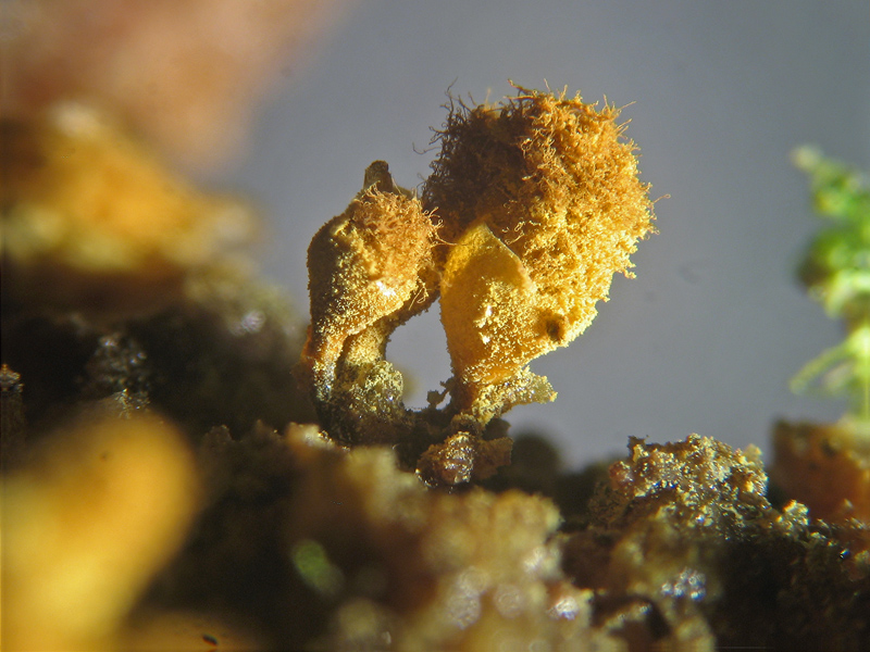 Ma non spariscono mai ?